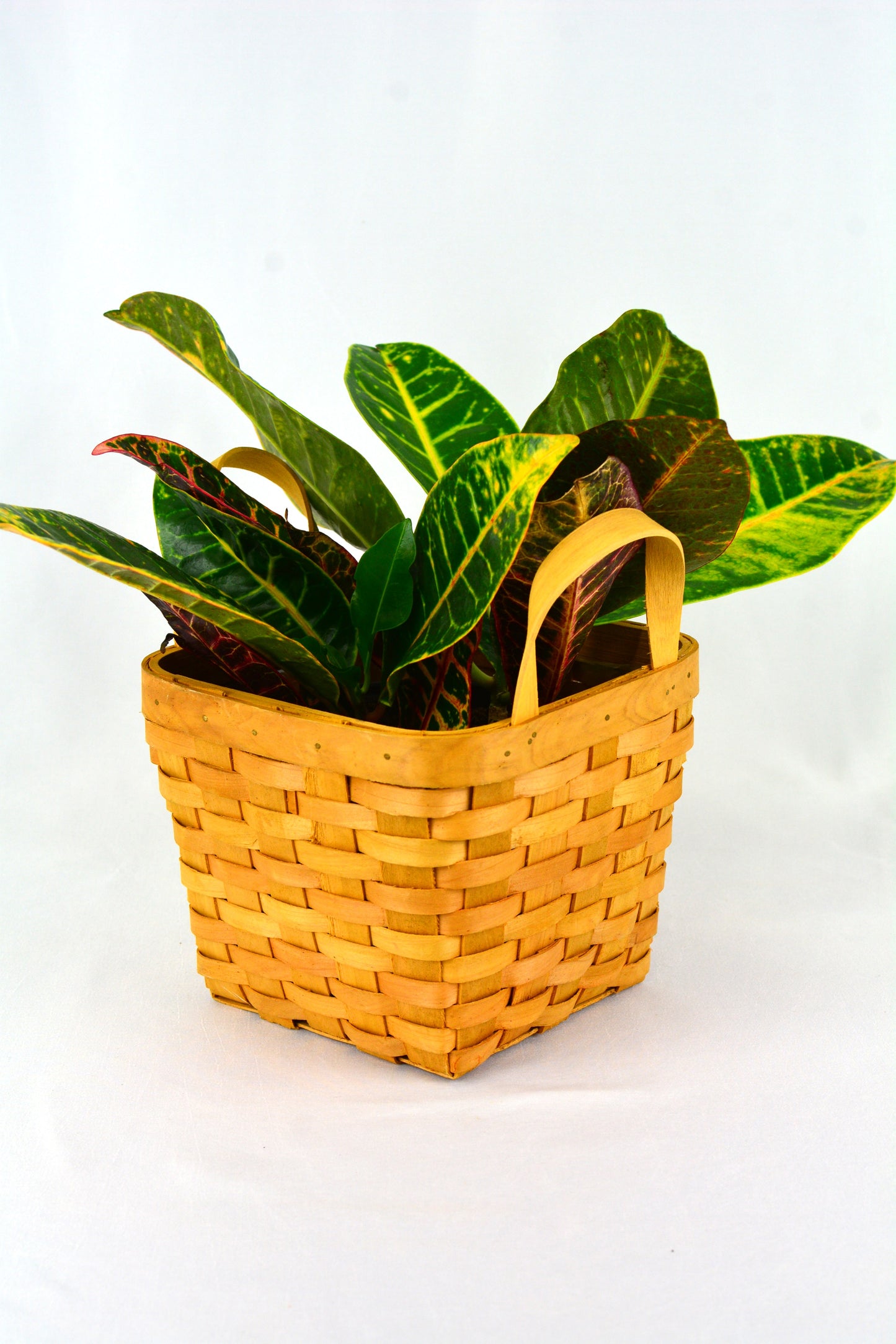 Basket 04