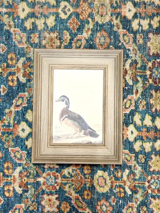 Duck