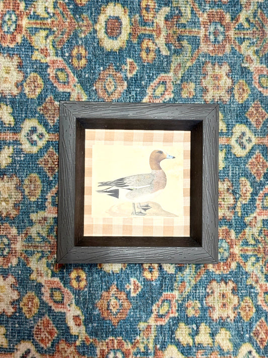 Eurasian Wigeon