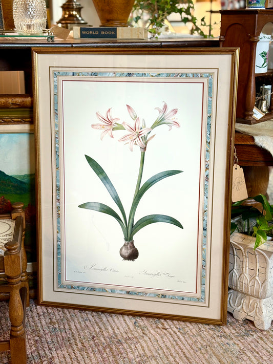 Amarylis Botanical Print