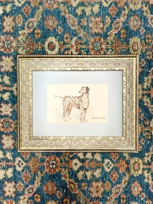 Dalmation Framed Art
